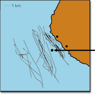 Map with the sound source moored one mile offshore, in the middle of the migration path